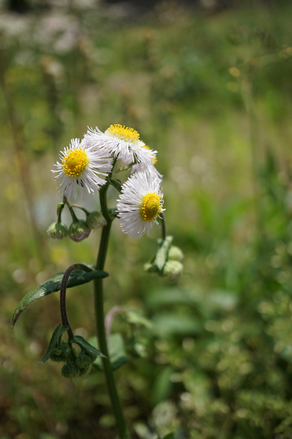 E 30mm F3.5 Macro