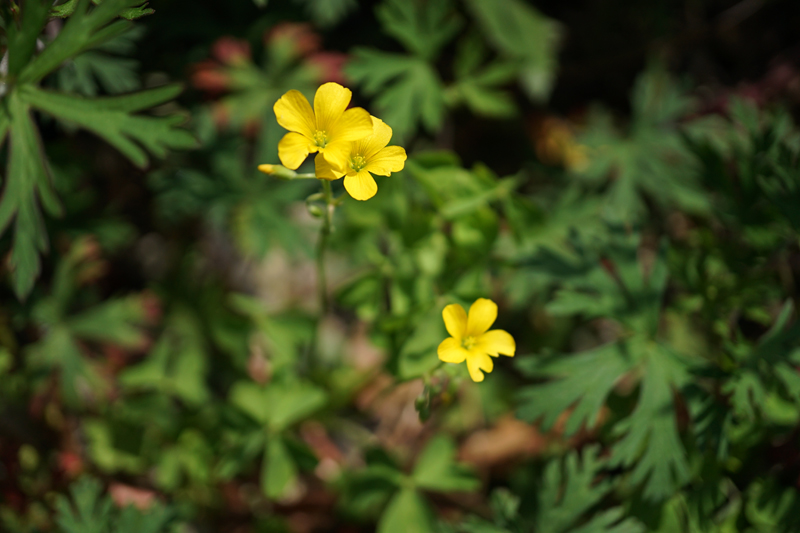 E 30mm F3.5 Macro