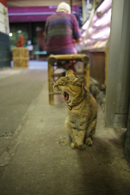 Canon (キヤノン) EOS 5D Mark III + CONTAX (コンタックス) Distagon T*28mm F2 AE Germany