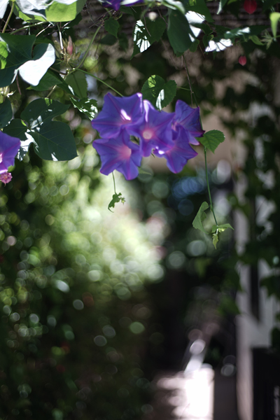 コンタックス Carl Zeiss Planar 50mm F/1.7 2439 - レンズ(単焦点)