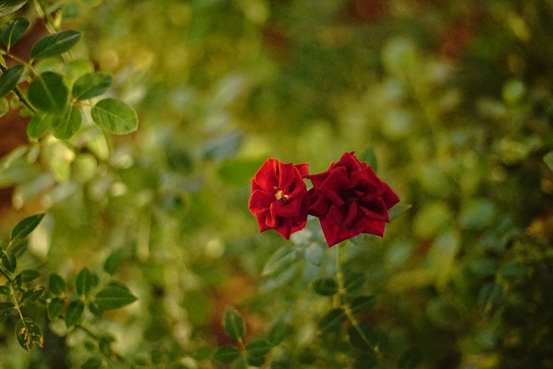 SONY (ソニー) α7S ボディ + CONTAX (コンタックス) Planar T*50mm F1.7 MM