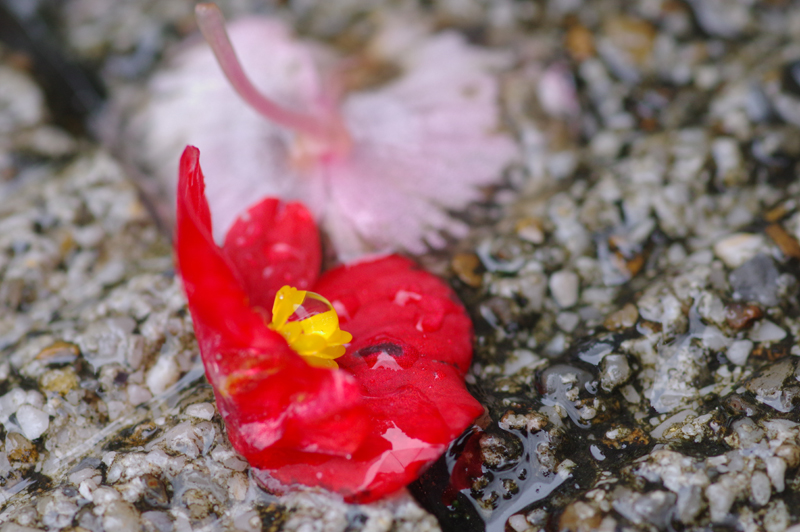 PENTAX (ペンタックス) K-3 II ボディ+PENTAX (ペンタックス) D FA MACRO 100mm F2.8 WR