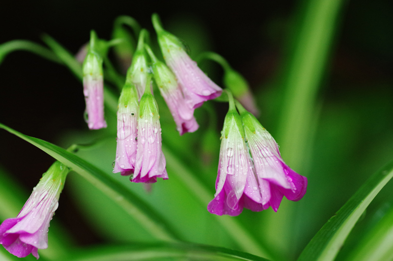 PENTAX (ペンタックス) K-3 II ボディ+PENTAX (ペンタックス) D FA MACRO 100mm F2.8 WR