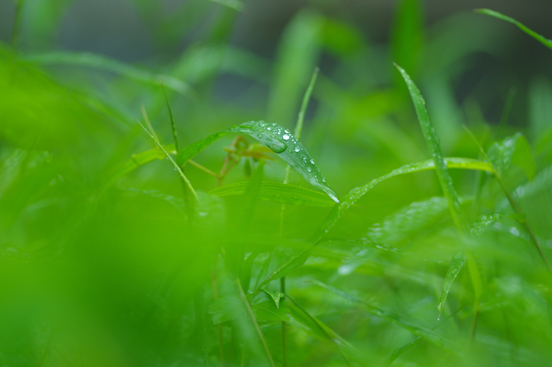 PENTAX (ペンタックス) K-3 II ボディ+PENTAX (ペンタックス) D FA MACRO 100mm F2.8 WR