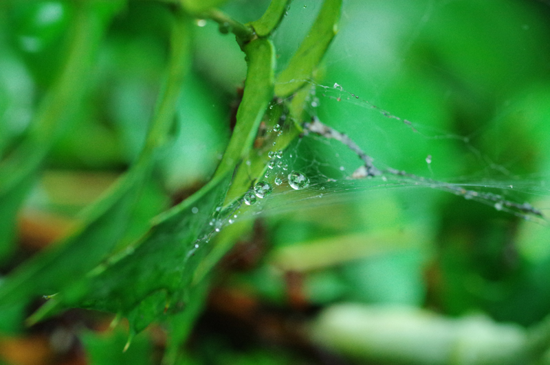 PENTAX (ペンタックス) K-3 II ボディ+PENTAX (ペンタックス) D FA MACRO 100mm F2.8 WR