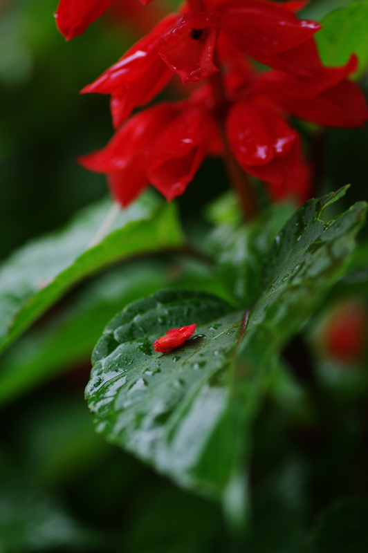 PENTAX (ペンタックス) K-3 II ボディ+PENTAX (ペンタックス) D FA MACRO 100mm F2.8 WR