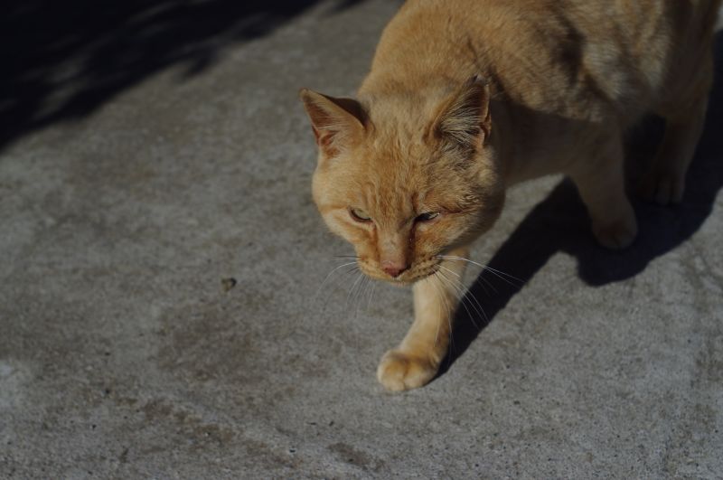 PENTAX (ペンタックス) K-r+ZEISS (ツァイス) Flektogon 35mm F2.4 (M42)