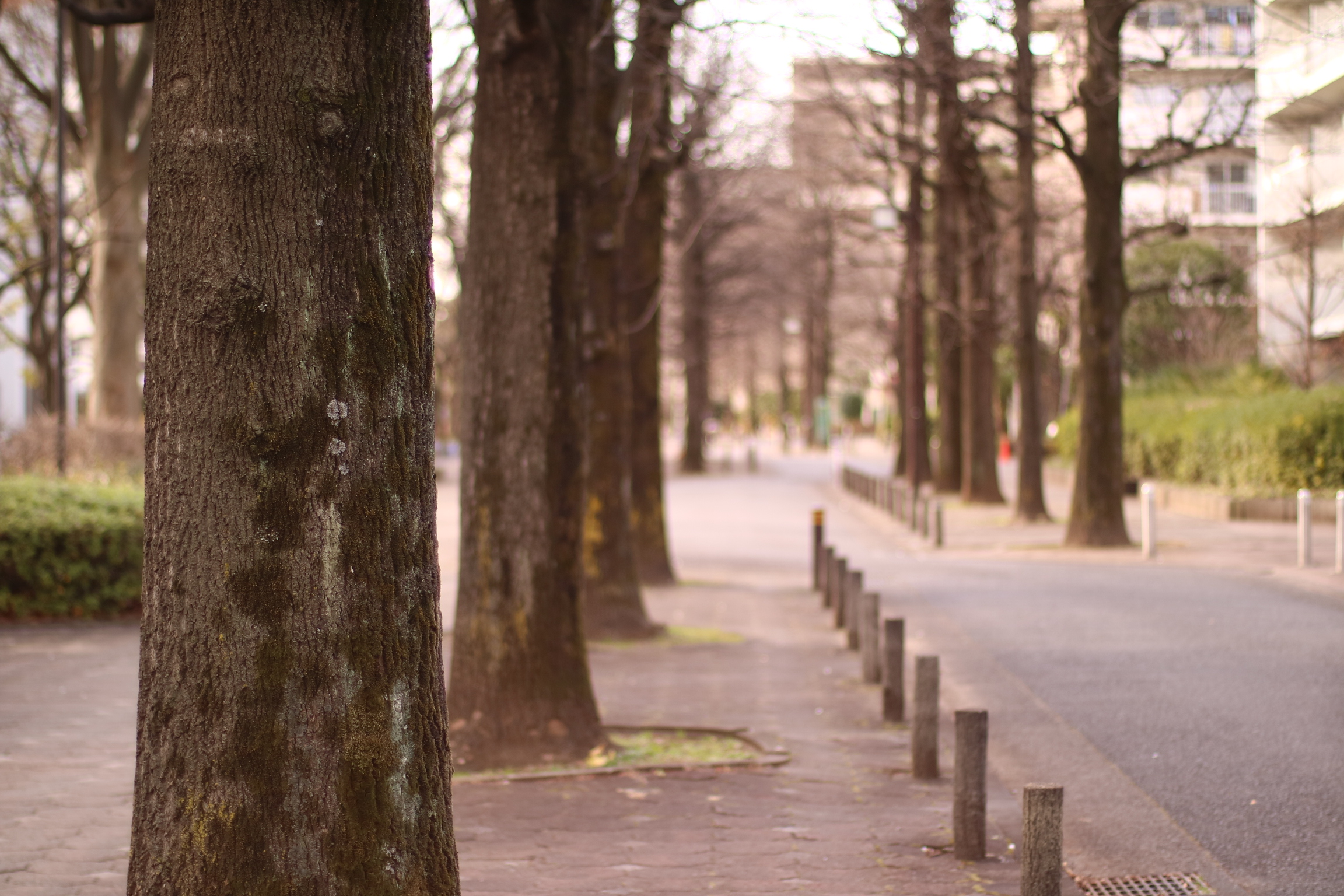 CONTAX Planar T*50mm F1.4 MM + Canon EOS M3