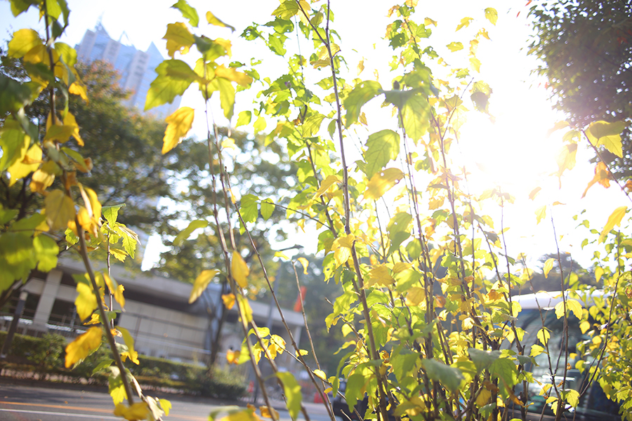 CONTAX (コンタックス) Distagon T*28mm F2.8 MM