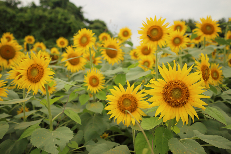 Canon EOS M2 + EF-M22mm F2 STM