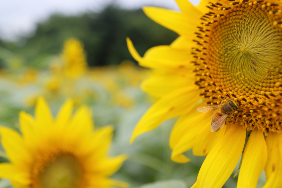 Canon EOS M2 + EF-M22mm F2 STM