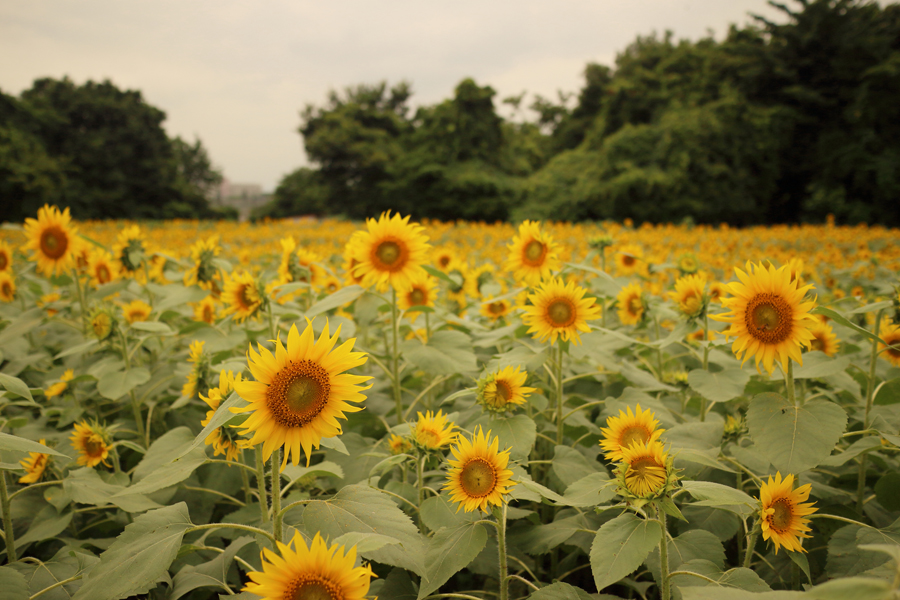 Canon EOS M2 + EF-M22mm F2 STM