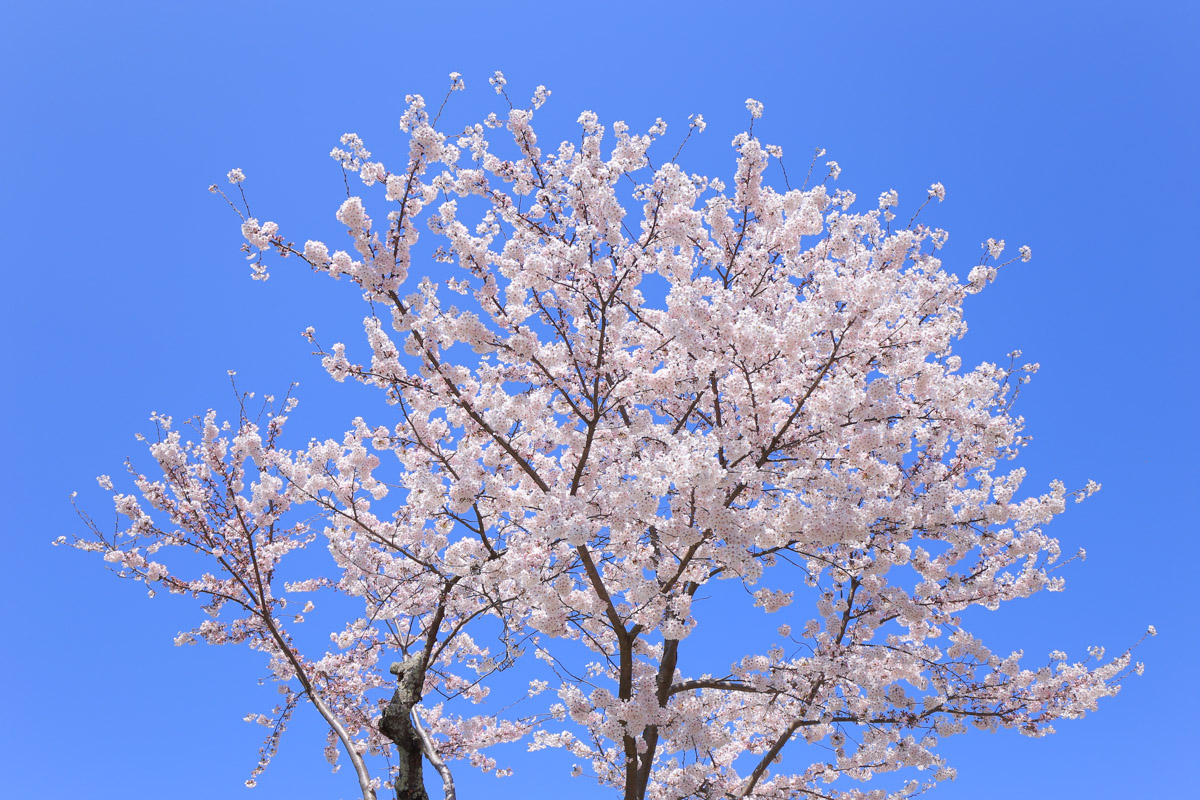 Canon (キヤノン) EF24-70mm F4L IS US