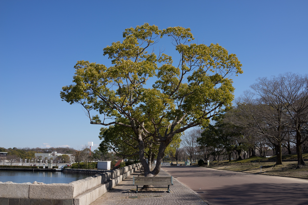 SONY (ソニー) Cyber-shot DSC-RX1R