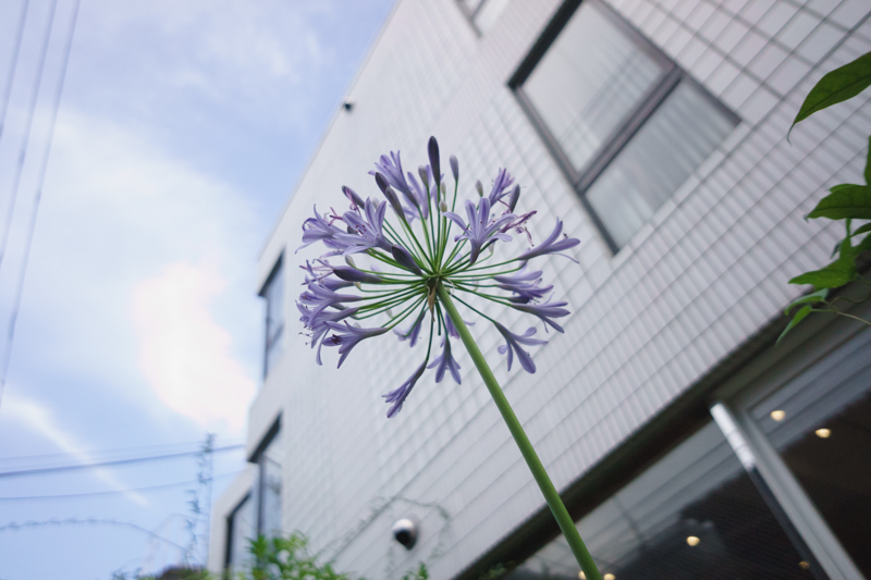 SONY (ソニー) E 16mm F2.8