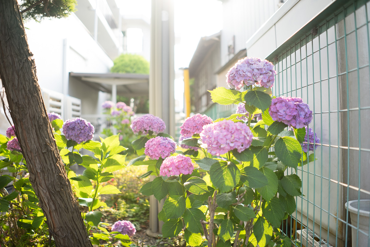 SONY (ソニー) FE 28mm F2