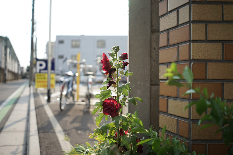 SONY (ソニー) FE 28mm F2 