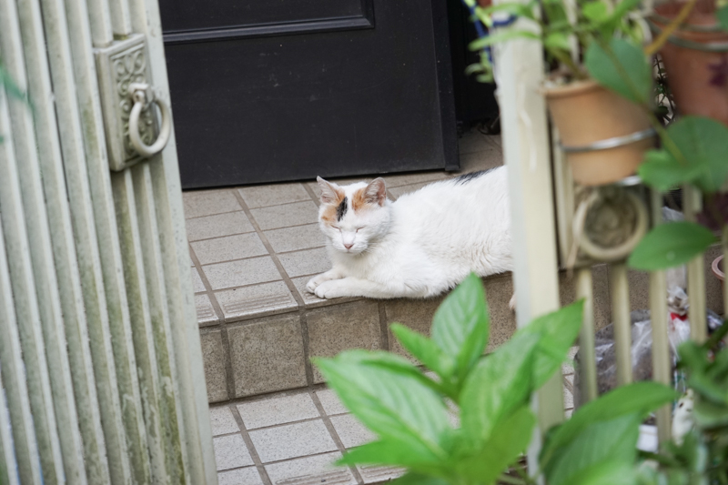 SONY (ソニー) FE 24-240mm F3.5-6.3 OSS