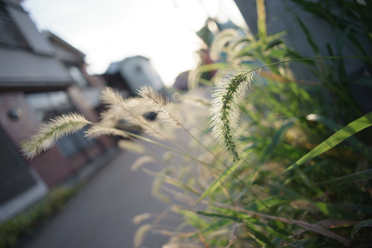 Voigtlander (フォクトレンダー) COLOR-SKOPAR 20mm F3.5 SLII N Aspherical(ニコンF用)+KIPON (キポン) マウントアダプター ニコンFレンズ/ソニーEボディ用+SONY (ソニー) α7ボディ ILCE-7