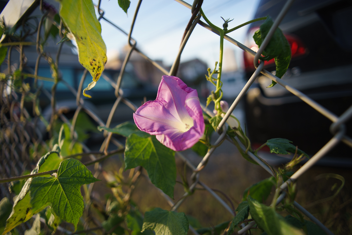 Voigtlander (フォクトレンダー) COLOR-SKOPAR 20mm F3.5 SLII N Aspherical(ニコンF用)+KIPON (キポン) マウントアダプター ニコンFレンズ/ソニーEボディ用+SONY (ソニー) α7ボディ ILCE-7