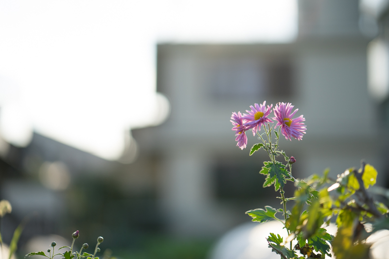 SONY (ソニー) α7ボディ ILCE-7+Carl Zeiss (カールツァイス) Batis 85mm F1.8（ソニーE用/フルサイズ対応）