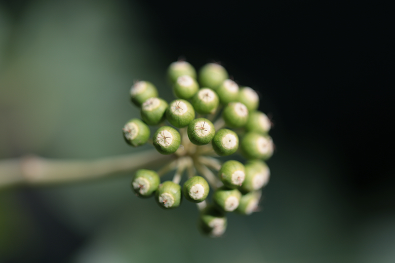 Canon (キヤノン) EOS 6D ボディ＋Canon (キヤノン) EF100mm F2.8Lマクロ IS USM