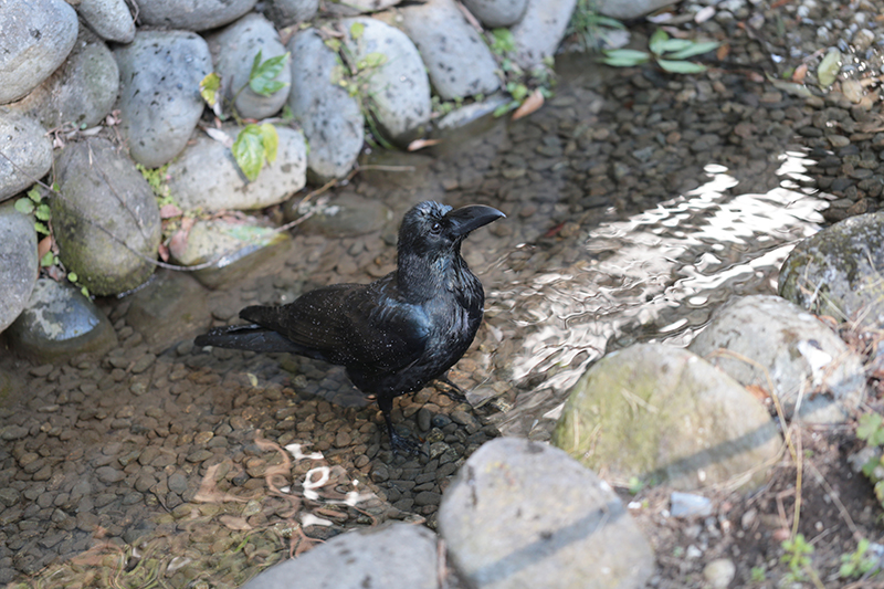 Canon (キヤノン) EOS 6D ボディ＋Canon (キヤノン) EF100mm F2.8Lマクロ IS USM