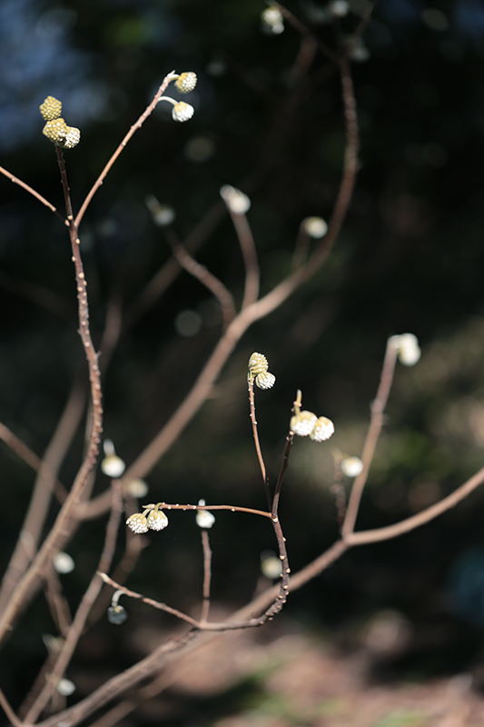 Canon (キヤノン) EOS 6D ボディ＋Canon (キヤノン) EF100mm F2.8Lマクロ IS USM