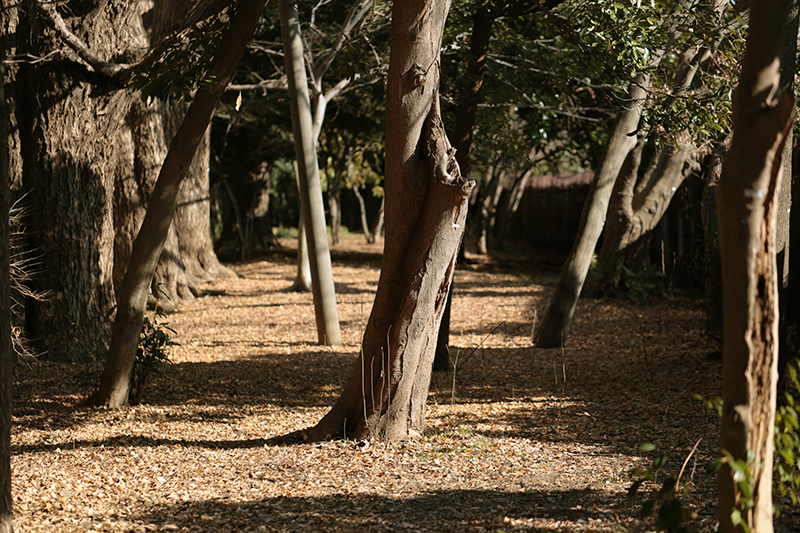 Canon (キヤノン) EOS 6D ボディ＋Canon (キヤノン) EF100mm F2.8Lマクロ IS USM