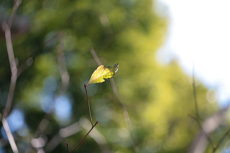 Canon (キヤノン) EOS 6D ボディ＋Canon (キヤノン) EF100mm F2.8Lマクロ IS USM