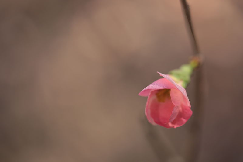 Canon (キヤノン) EOS 6D ボディ＋Canon (キヤノン) EF100mm F2.8Lマクロ IS USM