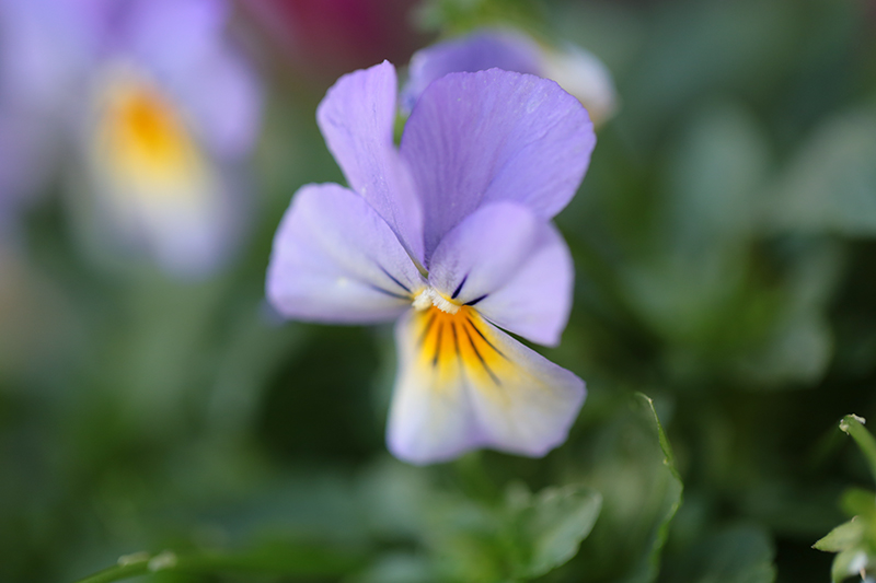 Canon (キヤノン) EOS 6D ボディ＋Canon (キヤノン) EF100mm F2.8Lマクロ IS USM