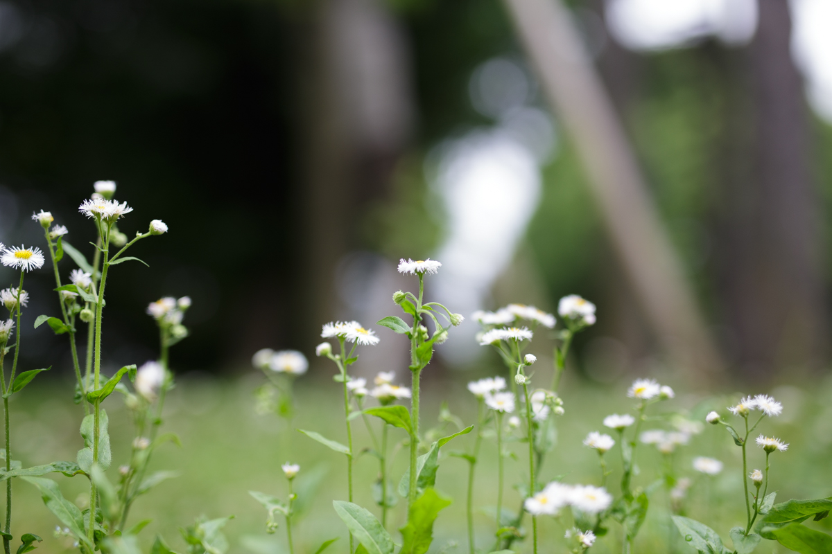 Canon (キヤノン) EOS 6D ボディ+SIGMA (シグマ) A 50mm F1.4 DG HSM（キヤノン用）