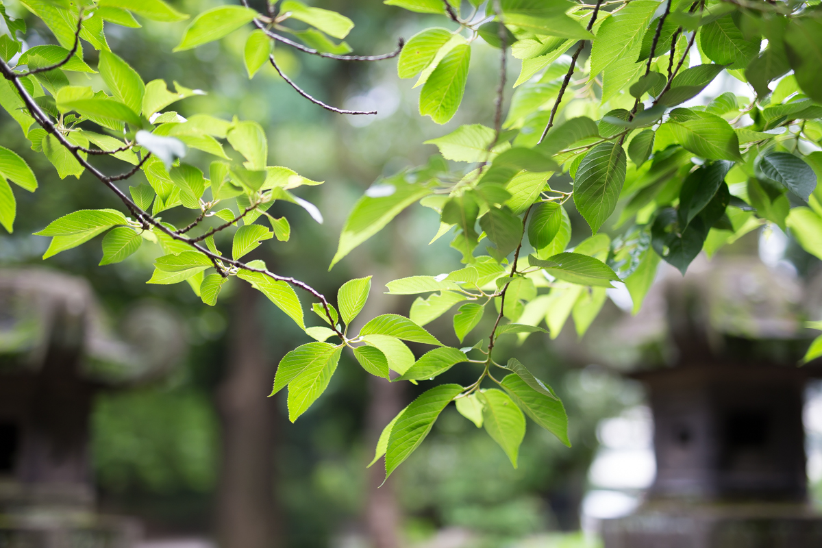 Canon (キヤノン) EOS 6D ボディ+SIGMA (シグマ) A 50mm F1.4 DG HSM（キヤノン用）