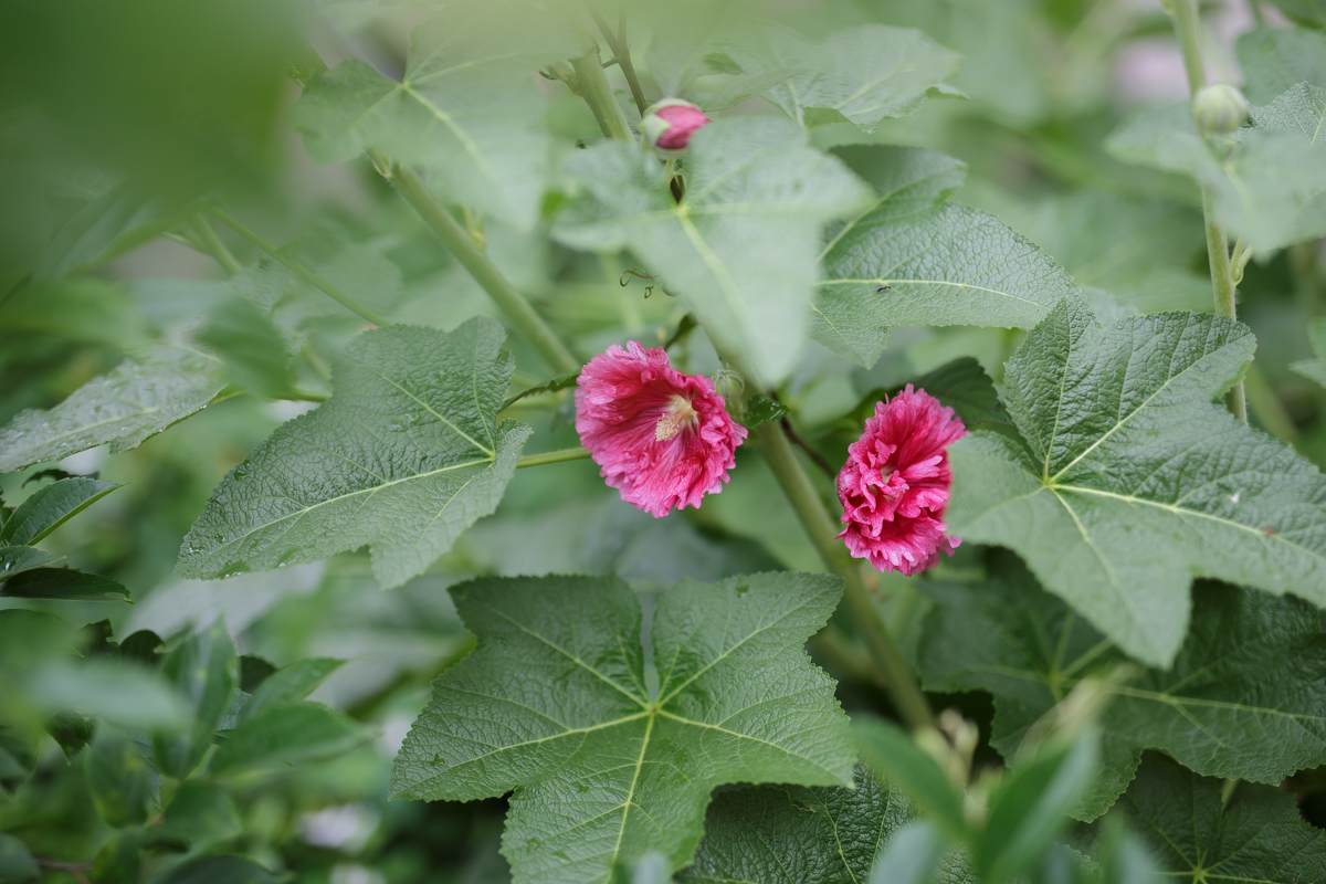 Canon (キヤノン) EOS 6D ボディ+SIGMA (シグマ) A 50mm F1.4 DG HSM（キヤノン用）