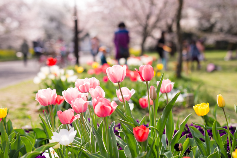 Canon (キヤノン) EOS 6D ボディ+SIGMA (シグマ) A 50mm F1.4 DG HSM（キヤノン用）