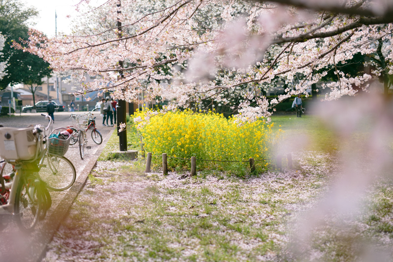 Canon (キヤノン) EOS 6D ボディ+SIGMA (シグマ) A 50mm F1.4 DG HSM（キヤノン用）