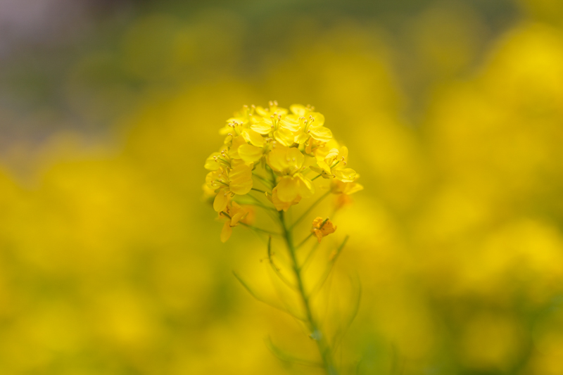 Canon (キヤノン) EOS 6D ボディ+SIGMA (シグマ) A 50mm F1.4 DG HSM（キヤノン用）