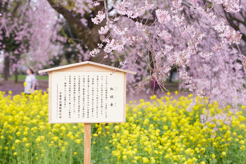 Canon (キヤノン) EOS 6D ボディ+SIGMA (シグマ) A 50mm F1.4 DG HSM（キヤノン用）