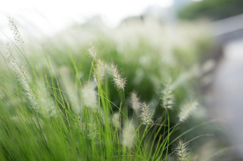 Canon (キヤノン) EOS 6D ボディ+SIGMA (シグマ) A 50mm F1.4 DG HSM（キヤノン用）