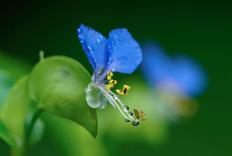 SONY (ソニー) α7S II ボディ＋SONY (ソニー) FE 90mm F2.8 Macro G OSS SEL90M28G