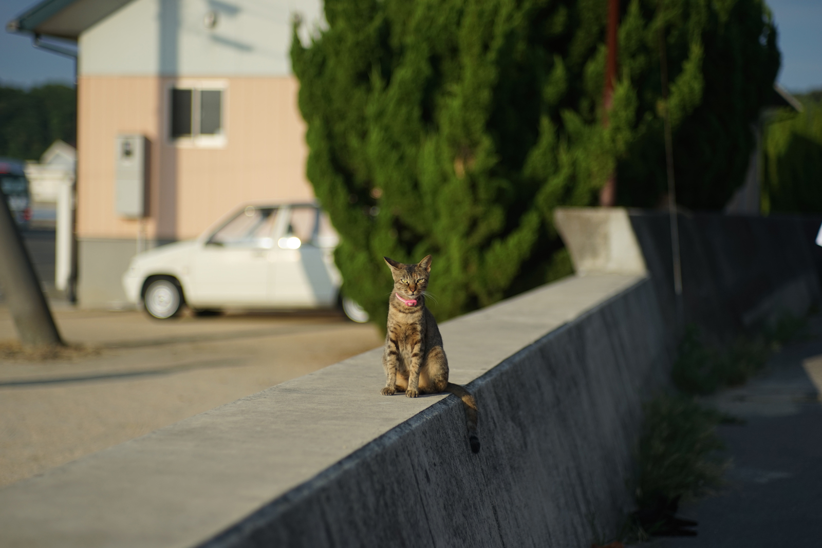 SONY a7 + ZeissIkon Sonnar 85mm F2