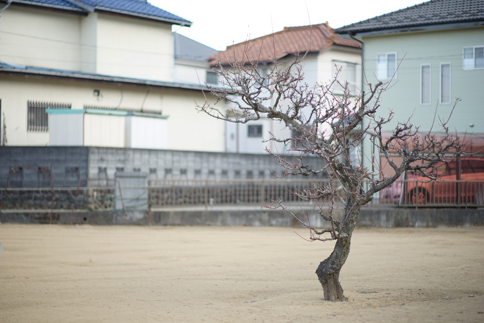 SONY a7 + Leica R80mm F1.4