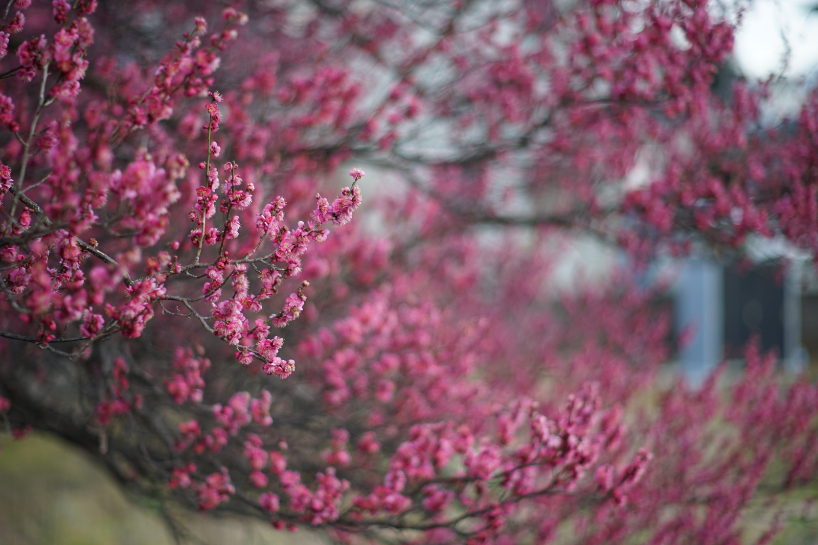 SONY a7 + Leica R80mm F1.4