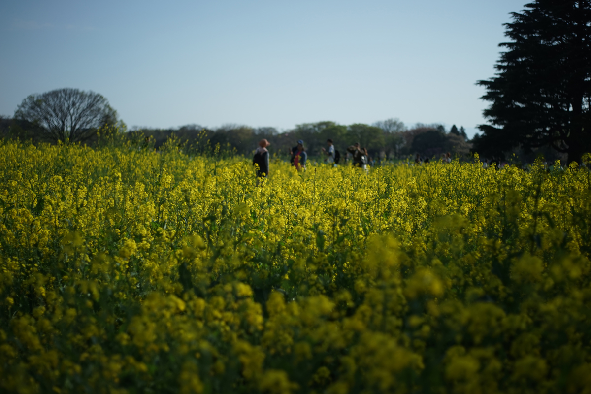 SONY α7 + CarlZeiss Planar 50ｍｍ F2 Contarex用