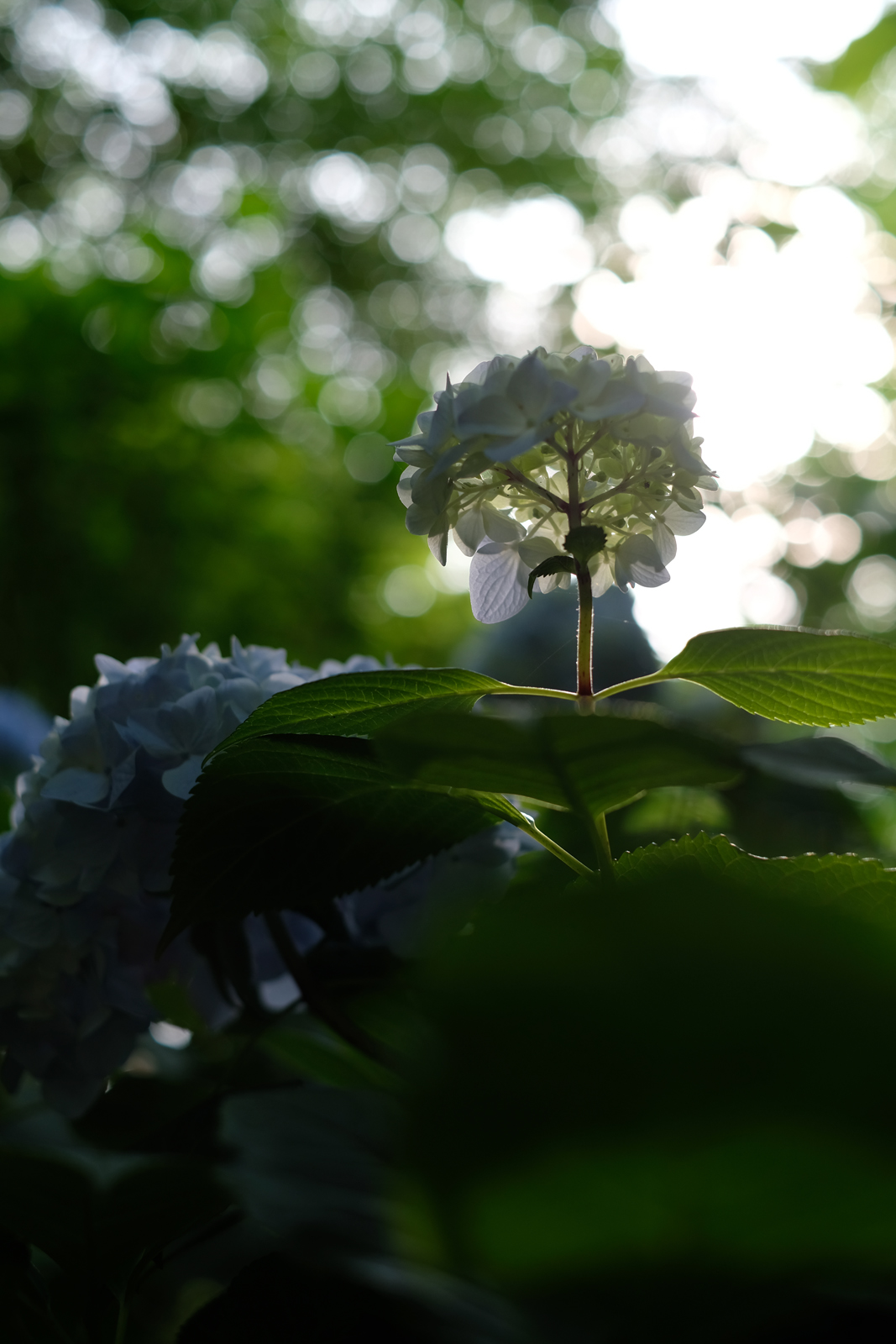 FUJIFILM X-Pro2 + XF35ｍｍ F1.4