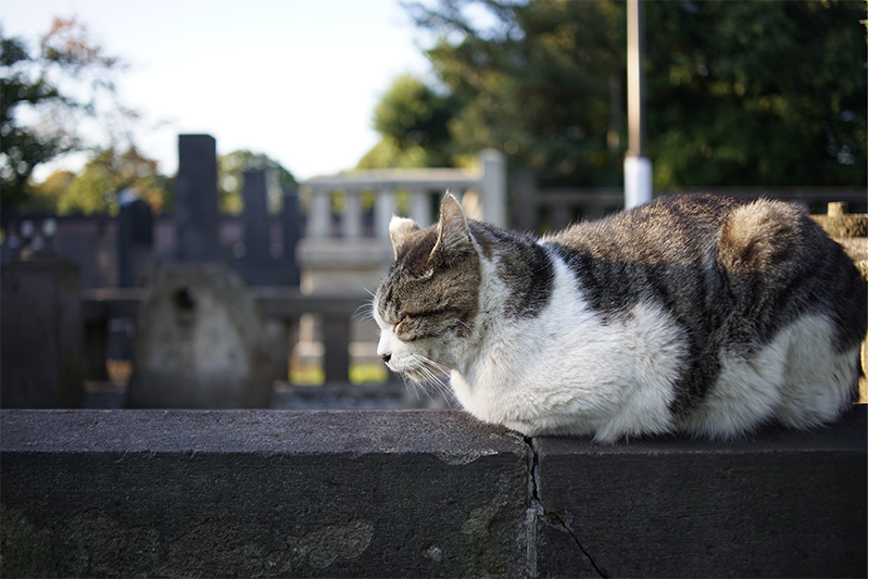 今再びのCONTAX！ Vol.28 Distagon T* 35mm F2.8 | THE MAP TIMES