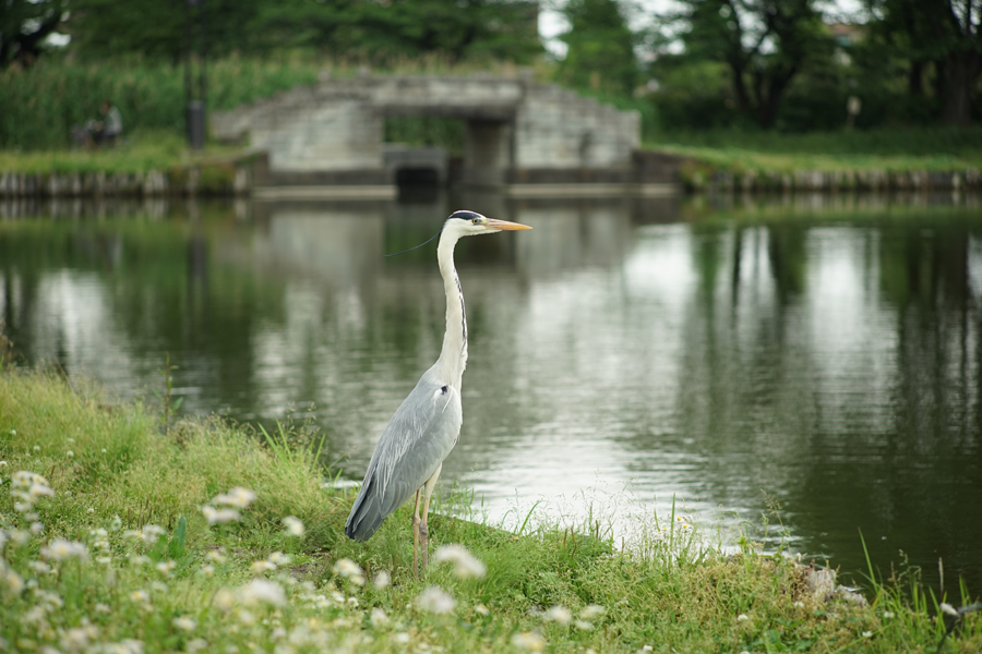 Leica ズマリット M90mm F2.4