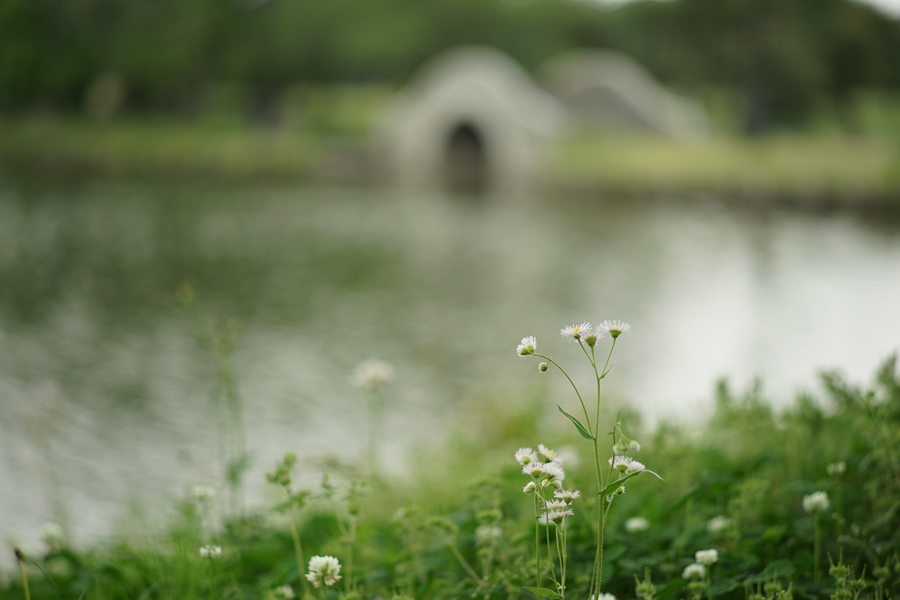 Leica ズマリット M90mm F2.4