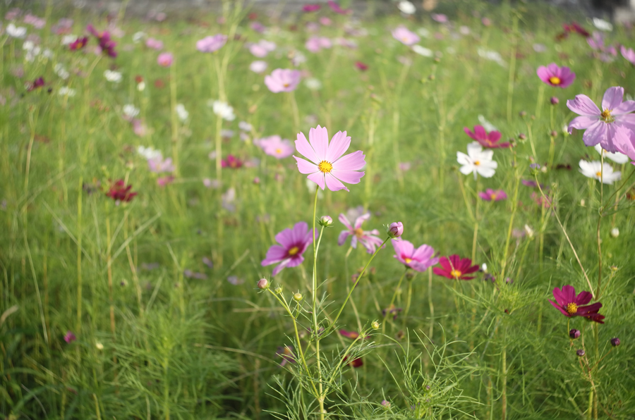 Leica T(Typ701) + Mレンズアダプター + ズマロン L35mm F3.5